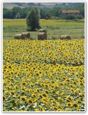 大自然に囲まれたリゾート・アグリイメージ