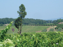 大自然に囲まれたリゾート・アグリイメージ