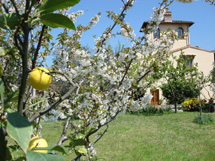 フィレンツェから最も近いアグリ小さな楽園イメージ