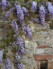 フィレンツェから最も近いアグリ小さな楽園イメージ