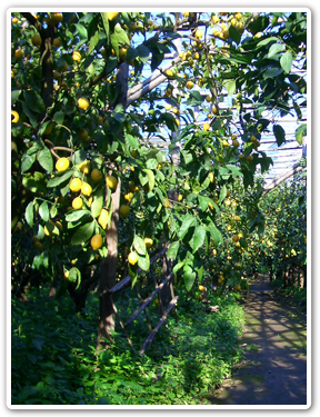 カプリ島が見えるレモン畑のアグリツーリズモイメージ