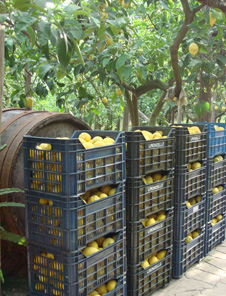 カプリ島が見えるレモン畑のアグリツーリズモイメージ