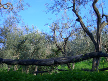 カプリ島が見えるレモン畑のアグリツーリズモイメージ