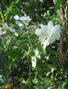 カプリ島が見えるレモン畑のアグリツーリズモイメージ