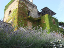 カプリ島が見えるレモン畑のアグリツーリズモイメージ