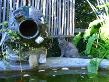 カプリ島が見えるレモン畑のアグリツーリズモイメージ