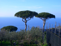 カプリ島が見えるレモン畑のアグリツーリズモイメージ