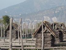 カプリ島が見えるレモン畑のアグリツーリズモイメージ