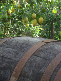 カプリ島が見えるレモン畑のアグリツーリズモイメージ