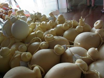 イタリアの素朴なファミリー経営のアグリツーリズモステイプランイメージ