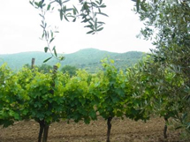 イタリアの素朴なファミリー経営のアグリツーリズモステイプランイメージ