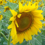 ローマナビお勧めオリジナルプラン