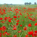 ローマナビお勧めオリジナルプラン