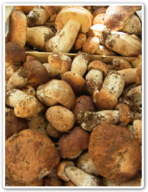 朝市＆オーガニックマーケット＋高級食材店巡り