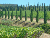 ポッジョ・アンティコ