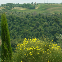 オルヴィエート＋アンティノーリワイナリー＆アグリでランチ<イメージ