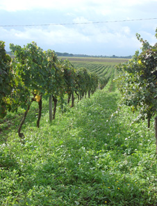 アッピア旧街道とエノテカでビュッフェランチイメージ