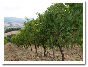 ウンブリアのワイナリーでマリアージュ・コースランチ